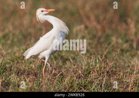 Aigrette de bétail (Bubulcus ibis) à la recherche de nourriture, Kissimmee, Floride, USA Banque D'Images