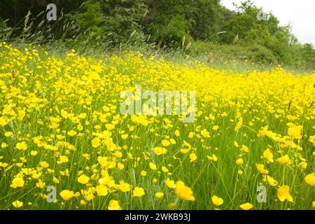 Papillons de prairie, fleurs sauvages poussant dans une marge de champ dans la campagne anglaise. Buckinghamshire, Royaume-Uni Banque D'Images