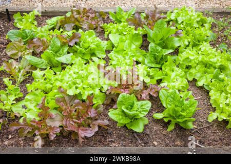 Lit surélevé de feuilles de laitue mélangées, plantes poussant dans un jardin anglais, Royaume-Uni Banque D'Images