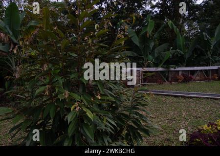 vue sur le jardin avec arbres durian de taille moyenne. Le durian est le nom d'une plante tropicale originaire d'Asie du Sud-est, ainsi que le nom de sa plante comestible Banque D'Images