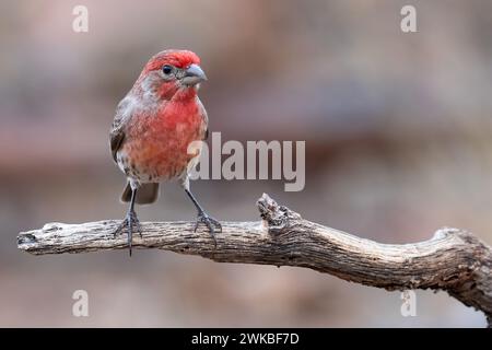 finch de maison (Carpodacus mexicanus), mâle adulte perché sur une branche, USA Banque D'Images
