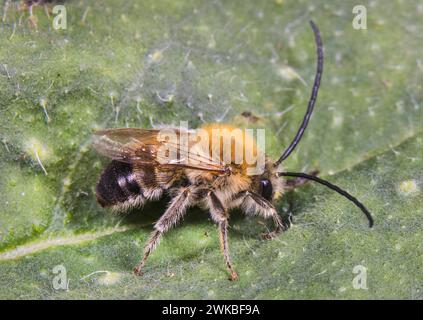 Abeille rare à cornes longues (Eucera nigrescens, Eucera tuberculata), assise sur une feuille, Allemagne Banque D'Images