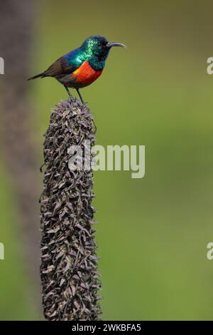 Sunbird à double col du Nord, Sunbird à ailes dorées (Cinnyris reichenowi), mâle perché sur le sommet d'une plante dans une forêt tropicale à ailes dorées Banque D'Images
