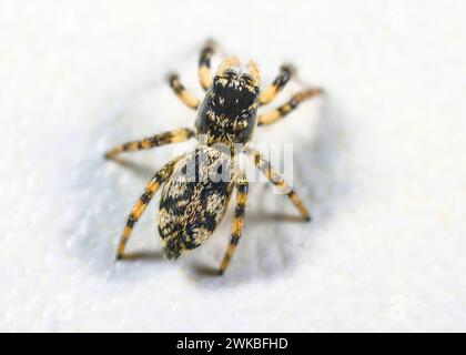 Araignée sauteuse (Salticus cingulatus), vue de dessus, Allemagne Banque D'Images