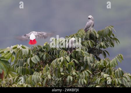 Perroquet gris (Psittacus erithacus), perché au sommet d'un arbre dans une forêt tropicale, dont un volant, Guinée équatoriale, 1 Banque D'Images