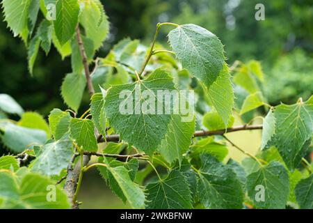 Le citron vert d'Henry (Tilia henryana), feuilles sur une branche à la pluie Banque D'Images