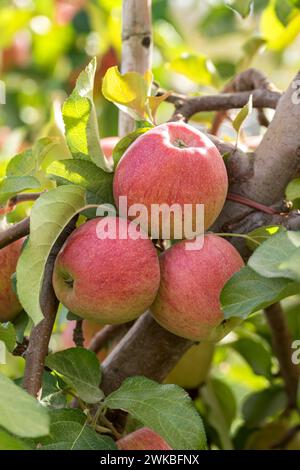 pomme (Malus domestica 'Cameo', Malus domestica Cameo), cultivar Cameo Banque D'Images