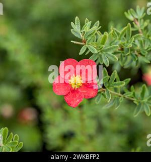 Arbustes, rose jaune (Potentilla fruticosa 'Marian Red Robin', Potentilla fruticosa Marian Red Robin, Dasiphora fruticosa), floraison rouge u Banque D'Images