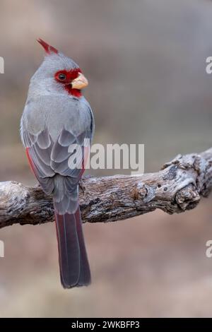 Pyrrhuloxia, cardinal du désert (Pyrrhuloxia sinuatus, Cardinalis sinuatus), mâle adulte perché sur une branche, USA Banque D'Images