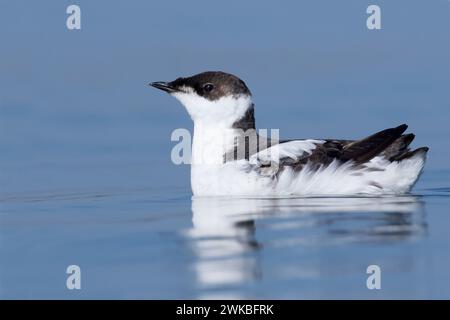 Murrelet marbré (Brachyramphus marmoratus), en plumage hivernal, États-Unis Banque D'Images