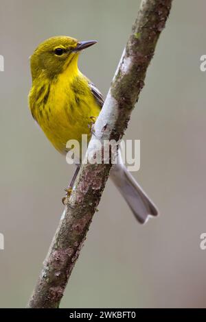 Paruline (Dendroica pinus, Setophaga pinus), mâle adulte perché sur une branche, USA Banque D'Images