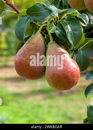 Poirier commun (Pyrus communis 'Dlogiciels ecora', Pyrus communis), le cultivar Decora Decora Banque D'Images