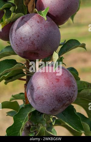 pomme (Malus domestica 'Starline Blue Moon', Malus domestica Starline Blue Moon), cultivar Starline Blue Moon Banque D'Images