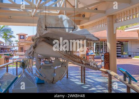 Squelette d'une baleine à bosse à Maui. Banque D'Images