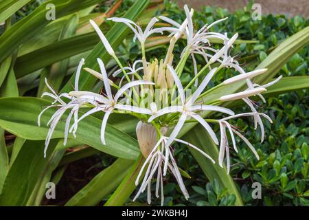 Spider Lily, Crinum asiaticum , sur l'île d'Oahu à Hawaï. Banque D'Images