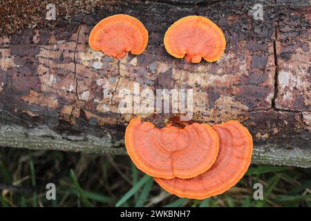 Quatre champignons polypores cinabre sur une bûche au Hugh Taylor Birch State Park à Fort Lauderdale, en Floride Banque D'Images