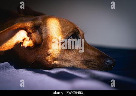 Le petit chien brun aime la lumière du soleil. Banque D'Images