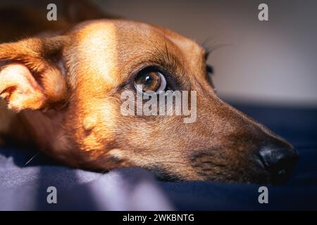 Le petit chien brun aime la lumière du soleil. Banque D'Images