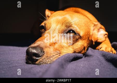 Le petit chien brun aime la lumière du soleil. Banque D'Images