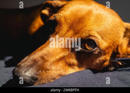 Le petit chien brun aime la lumière du soleil. Banque D'Images