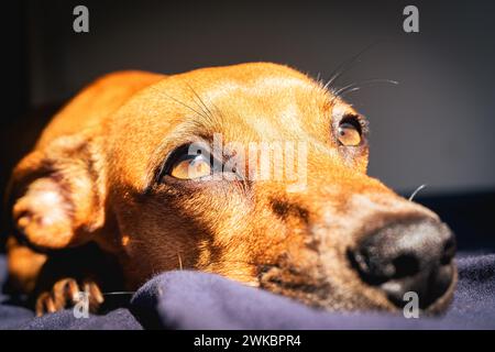 Le petit chien brun aime la lumière du soleil. Banque D'Images