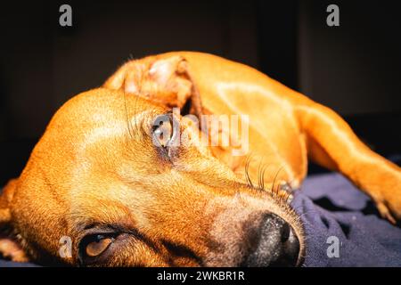 Le petit chien brun aime la lumière du soleil. Banque D'Images