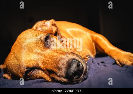 Le petit chien brun aime la lumière du soleil. Banque D'Images