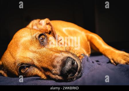 Le petit chien brun aime la lumière du soleil. Banque D'Images