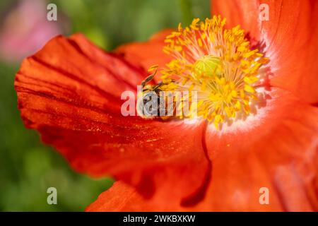 Gros plan d'abeille (Apis) alors qu'elle recueille du pollen sur une fleur de pavot rouge au printemps. Banque D'Images