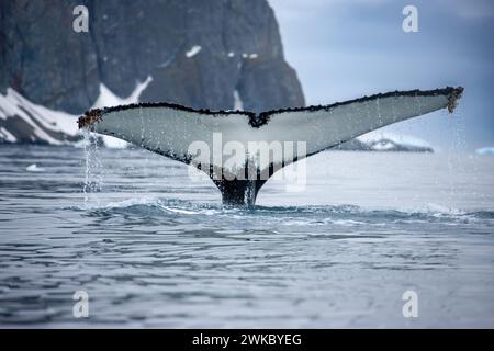 La baleine à bosse ( Megaptera novaeangliae ) brisant la queue de la douve au large de l'île d'Anders, péninsule Antarctique, Antarctique. Banque D'Images