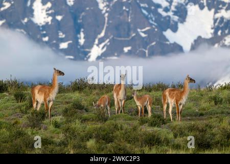 Guanaco (Llama guanicoe), Huanako, troupeau devant une montagne enneigée, Parc National Torres del Paine, Patagonie, bout du monde, Chili Banque D'Images