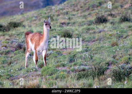 Guanaco (Llama guanicoe), Huanako, Parc National Torres del Paine, Patagonie, bout du monde, Chili Banque D'Images