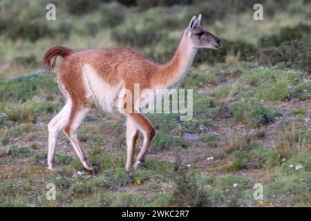 Guanaco (Llama guanicoe), Huanako, Parc National Torres del Paine, Patagonie, bout du monde, Chili Banque D'Images