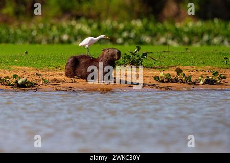 Capybara (Hydrochaeris hydrochaeris) aigrette bovine (Bubulcus ibis) Pantanal Brésil Banque D'Images