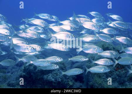 Banc de poissons, banc, groupe de dorade arctique (Pagellus acarne), site de plongée réserve marine El Cabron, Arinaga, Grande Canarie, Espagne, Océan Atlantique Banque D'Images