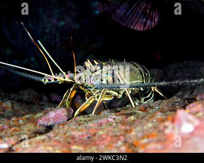 Écrevisses à épines brunes (Panulirus echinatus), site de plongée Réserve marine El Cabron, Arinaga, Grande Canarie, Espagne, Océan Atlantique Banque D'Images