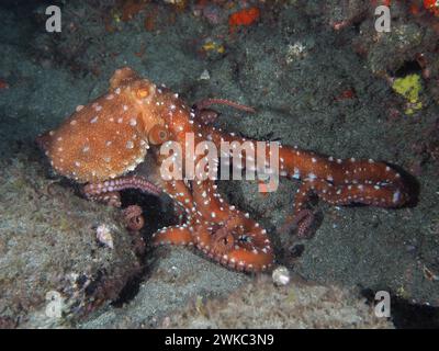 Pieuvre tachetée blanche (Callistoppus Octopus macropus) la nuit. Site de plongée El Cabron Marine Reserve, Arinaga, Gran Canaria, Espagne, Océan Atlantique Banque D'Images