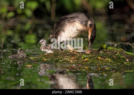 Grand grêbe à crête (Podiceps cristatus), oiseau adulte et poussin au nid, oiseau adulte grimpe sur le nid, tourne l'œuf dans le nid, Krickenbecker Banque D'Images