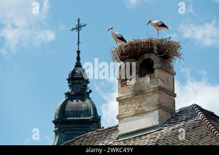 Deux jeunes cigognes blanches (Ciconia ciconia) au nid sur une cheminée devant la tour de l'église paroissiale protestante, Rust, Burgenland, Autriche Banque D'Images