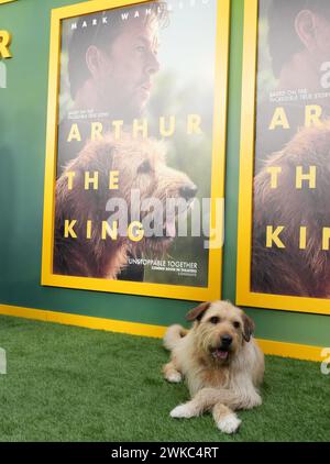 Los Angeles, États-Unis. 19 février 2024. Ukai arrive à la projection ARTHUR THE KING Los Angeles de Lionsgate tenue à l'AMC Century City à Los Angeles, CA le lundi, ?February 19, 2024. (Photo de Sthanlee B. Mirador/Sipa USA) crédit : Sipa USA/Alamy Live News Banque D'Images