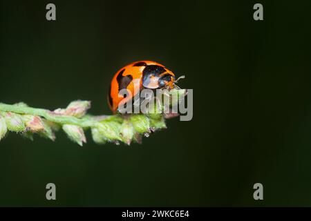 Gros plan de la petite coccinelle transversale. Banque D'Images