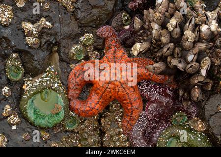 Étoile de mer ocre (ocracée de Pisaster) avec anémone géante de la mer verte (Anthopleura xanthogrammica), Yachats State Park, Oregon Banque D'Images