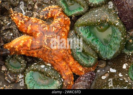 Étoile de mer ocre (ocracée de Pisaster) avec anémone géante de la mer verte (Anthopleura xanthogrammica), Yachats State Park, Oregon Banque D'Images