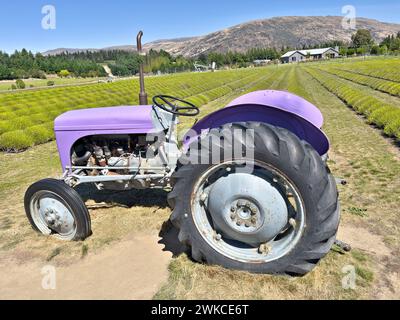 Tracteur violet vintage devant un champ de lavande Banque D'Images