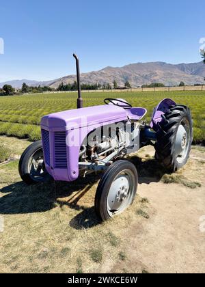 Tracteur violet vintage devant un champ de lavande Banque D'Images