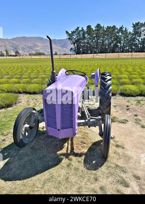 Tracteur violet vintage devant un champ de lavande Banque D'Images