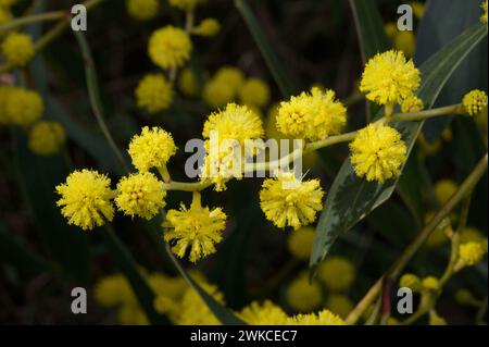 Le hochet doré en fleur au printemps (Acacia Pycnantha) porte bien son nom à Blackburn Lake Reserve dans le Victoria, en Australie. Banque D'Images