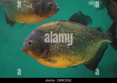 Grand piranha dans un aquarium de poissons. Banque D'Images