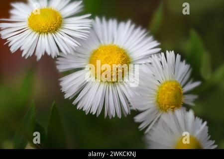 Gros plan de fleur de camomille blanche défocalisée. Marguerite médicale sur fond vert Banque D'Images