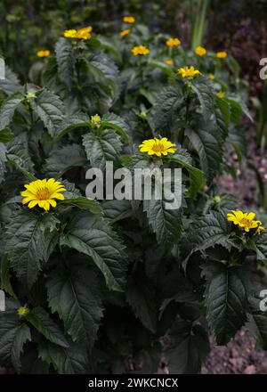Des fleurs d'Heliopsis jaune vif fleurissent dans le jardin. Banque D'Images